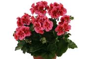 Pelargonium-Zonale-Hybride Neuheit 2015