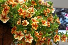Calibrachoa Neuheit 2015
